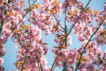 Kirschblüten / Cherry Blossom