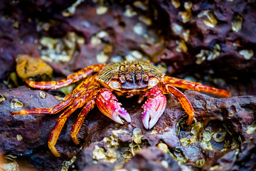 red crab on the rock