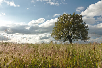 Fototapeta na wymiar Paisaje con un primer plano de hierba, un árbol y de fondo las nubes