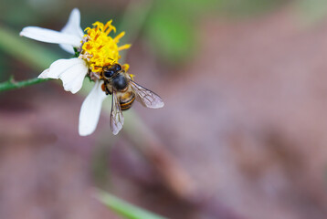 Worker bees find food from pollen.