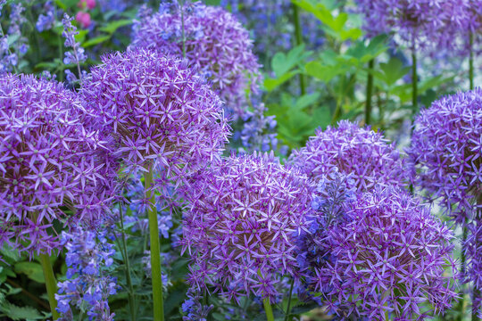 Allioideae Bilder Durchsuchen 2,755 Archivfotos, und