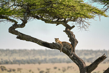 Fototapeta na wymiar Leopard on a tree