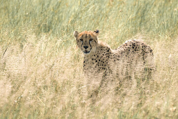 Cheetah ready for hunting