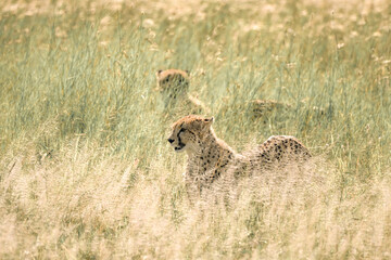 Cheetah ready for hunting