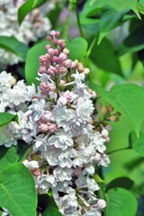 White lilac flowers