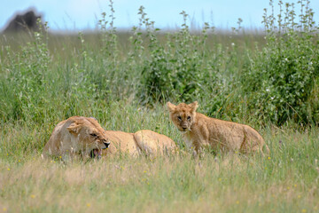 Fototapeta na wymiar lioness and her cub