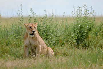 Muscular lioness