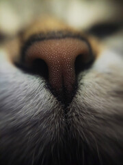 Cat nose animal