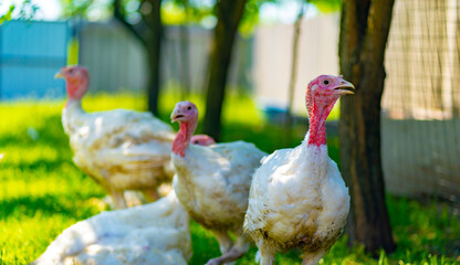 Breeding turkeys on a farm. White turkey portrait walking in paddock. Flock of Turkeys walking in paddock on farm. Pasture raised turkey on a farm.