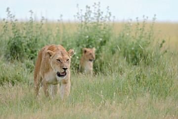 lioness and her cub