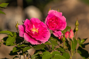 pink rose flower