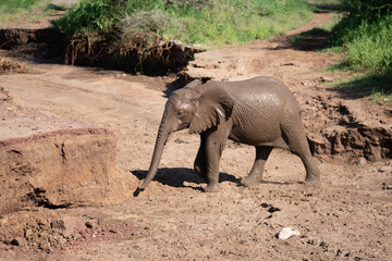 baby elephant covered with mud