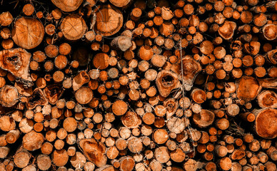 cut wood in the forest lined up on a pile