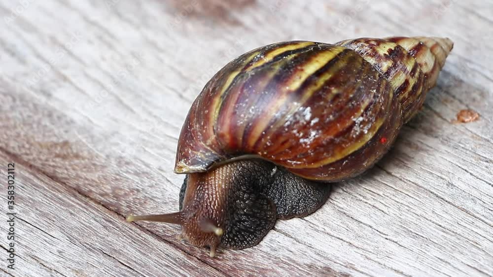 Canvas Prints Snail shell walking on wooden ground 