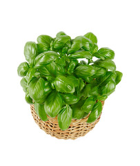 growing basil herb isolated on white background