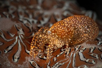 Ascidian Shrimp (Periclimenaeus sp). Underwater macro photography from Romblon, Philippines