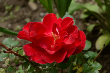 Red Roses on a bush in a garden. Russia.