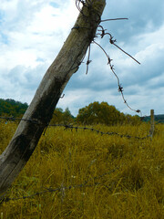 trees in the field