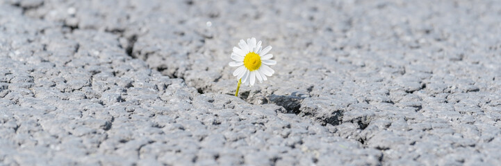 beautiful daisy grows through a crack in the asphalt