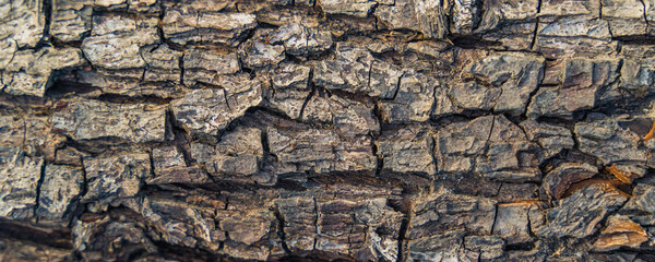 bark of a  tree, texture, close up