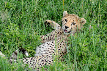 baby cheetah in the grass