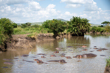 hippopotamus in water