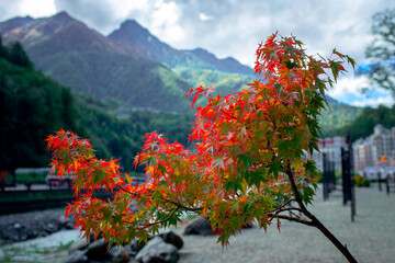 autumn in the mountains