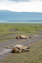 Lazy lion lying on the road