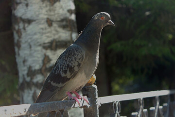 pigeon on the wall