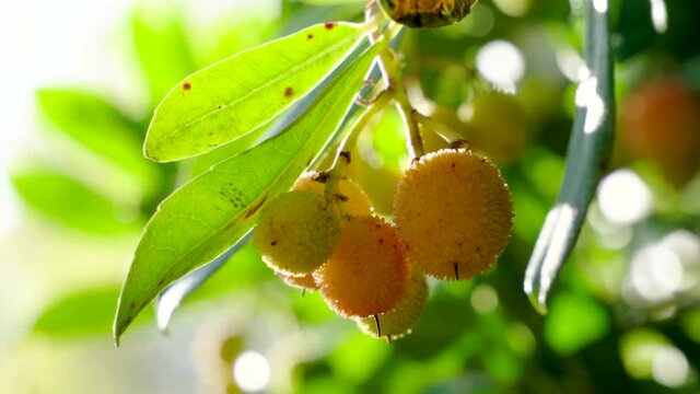 Arbutus or strawberry tree. Evergreen tree with broad leaves and berries like strawberries. 4K