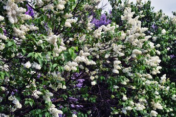 Lilac flowers in the garden