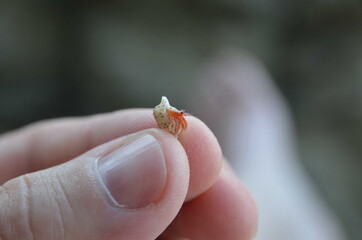 hermit crab on hand
