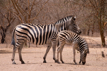 Fototapeta na wymiar Zebra con su cría pastando en una reserva natural de Senegal