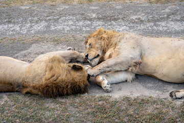 Lazy lions lying on the road