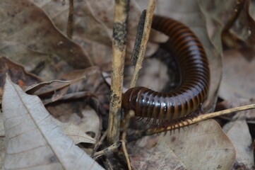 close up of a caterpillar