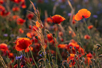 Obraz premium blooming red poppy