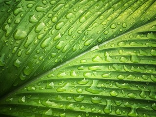 Raindrops on the leaves,Natural background concept.