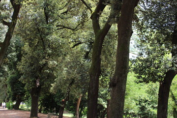 Fototapeta premium dense forest older trees and natural greenery in the forest