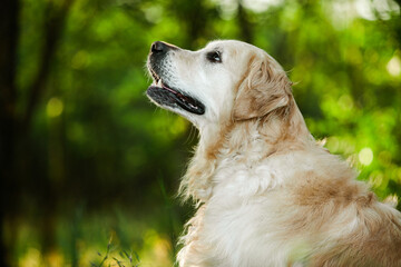 Labrador retriever dog. Golden retriever dog on grass. adorable dog in poppy flowers. 