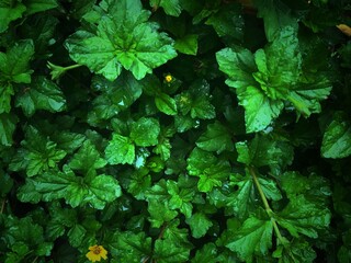 Raindrops on the leaves,Natural background concept.