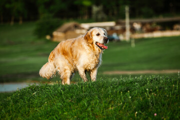 Labrador retriever dog. Golden retriever dog on grass. adorable dog in poppy flowers. 