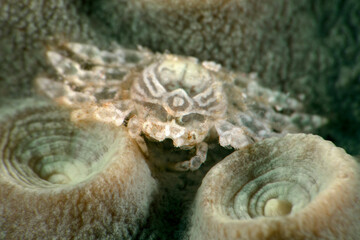 Hong Kong Gal Crab (Neotroglocarcinus hongkongensis).  Underwater macro photography from Romblon, Philippines