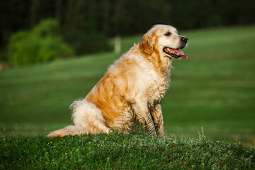 Labrador retriever dog. Golden retriever dog on grass. adorable dog in poppy flowers. 