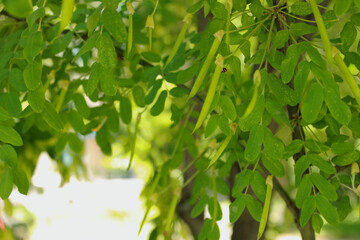 Obraz premium green leaves in sunlight
