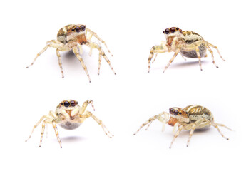 jumping spider isolated on white background.