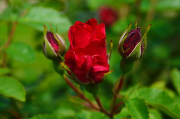Red Roses on a bush in a garden. Russia.
