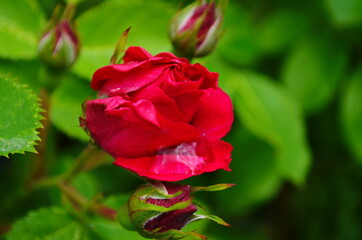 Red Roses on a bush in a garden. Russia.