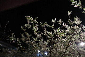 leaves on black background