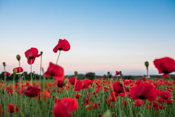Fototapeta na wymiar poppy flower field in the evening