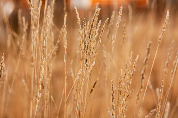 Fototapeta premium grass in the wind